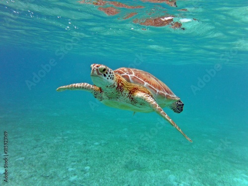 Turtle swimming blue water, Mexico