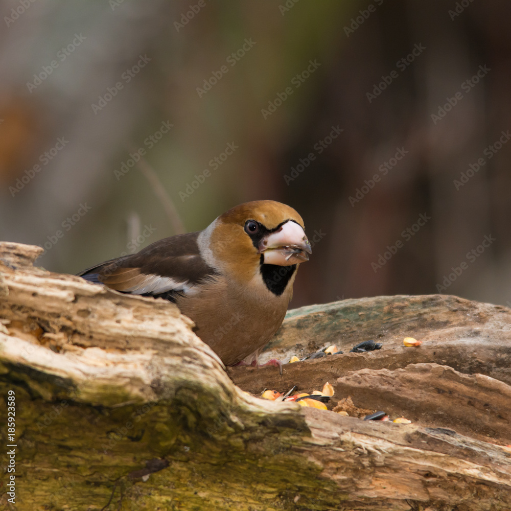 Fototapeta premium Wildlife photo, Hawfinch stands on old trunk, Slovakia forest, Europe