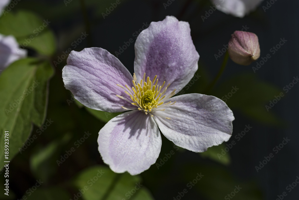 Obraz premium Flowers in springtime and summer