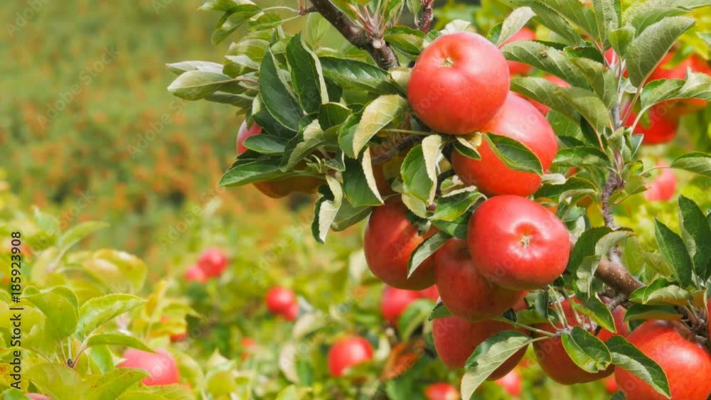 close of a branch of delicious ripe pink lady apples on a tree in huonville, tasmania ready for harvest
