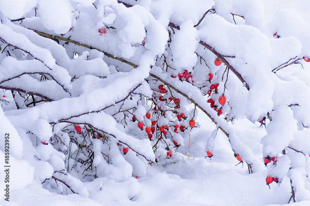 Frozen branch with red ripe rose hips under the snow.