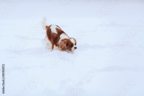 The dog a King Charles Spaniel goes on snow and sniffs.