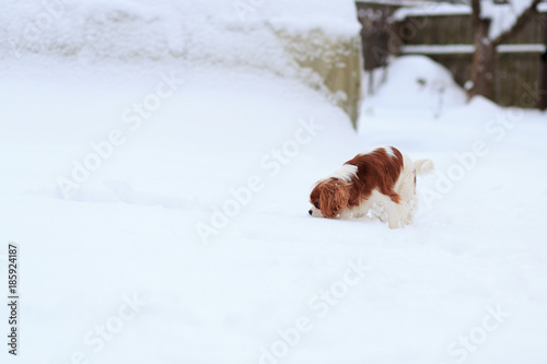 Fototapeta Naklejka Na Ścianę i Meble -  The dog a King Charles Spaniel goes on snow and sniffs.