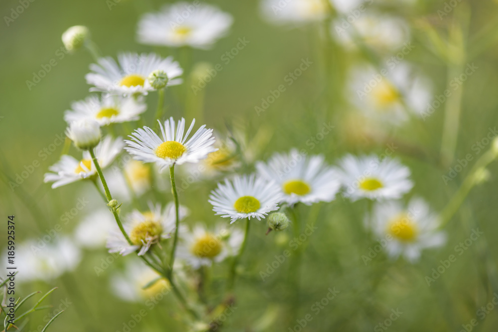 abstract back ground with Flower daisywheel abstract back ground with Flower daisywheel