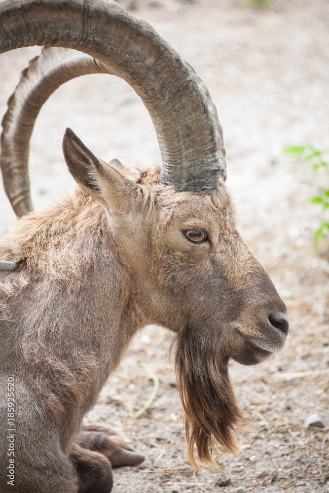A frontal portrait of a goat