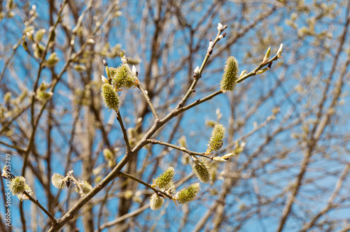 Blooming willow branches in spring