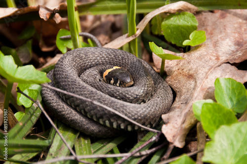 Curled up grass snake (Natrix natrix) also known as water snake
