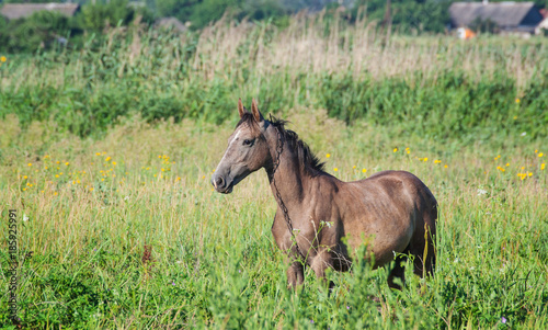 The horse is grazed on a meadow. © Ryzhkov Oleksandr
