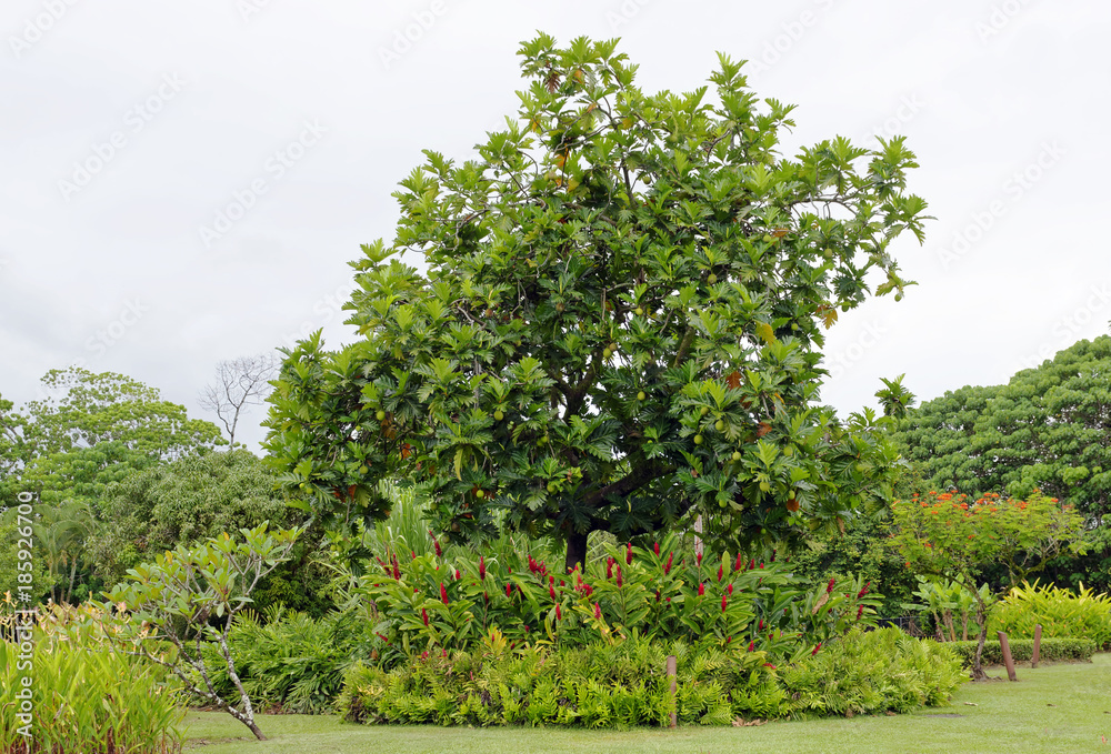 Breadfruit tree in a tropical garden setting, Hawaii, U.S.A.