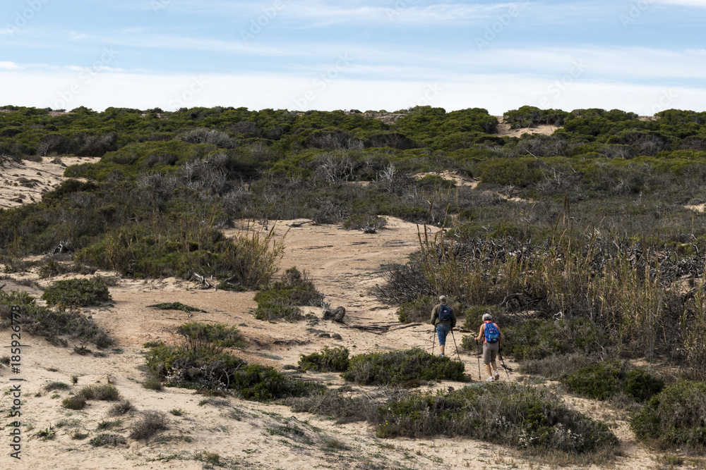strolling through an area of beach sand dunes strolling through an area of beach sand dunes