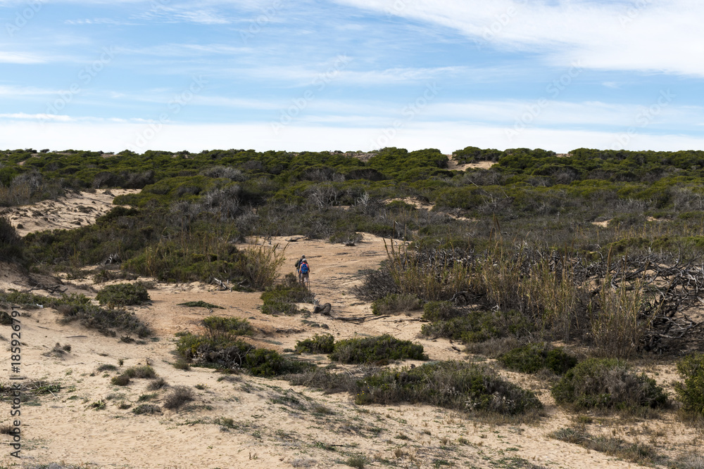 strolling through an area of beach sand dunes