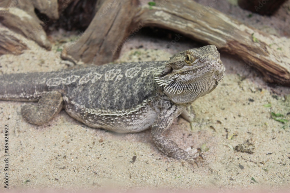 Lezard dans son aquarium Lezard dans son aquarium