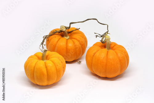 halloween pumpkins jack be little gourds white background 1