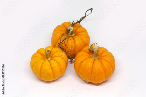 halloween pumpkins jack be little gourds white background 3