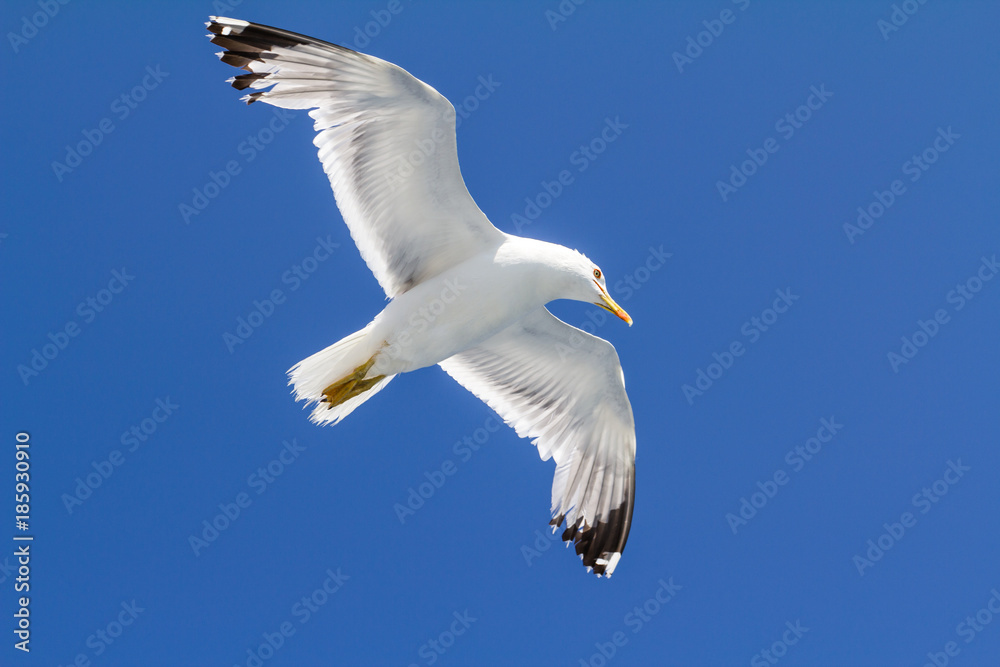 Naklejka premium Seagull flying in clear sky