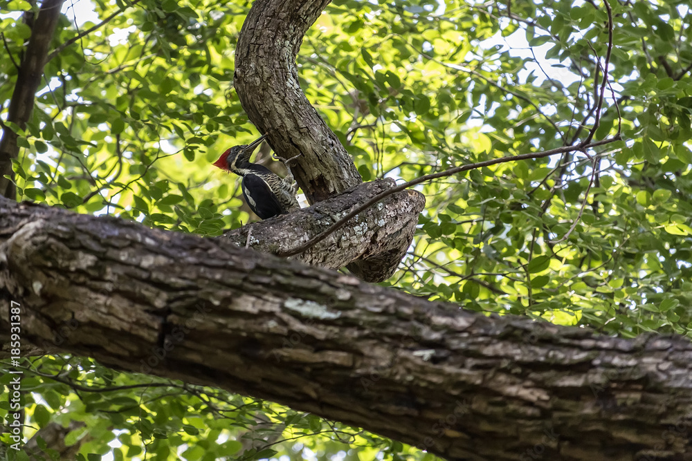 Bird Campephilus robustus on the branch - South america bird Campephilus robustus