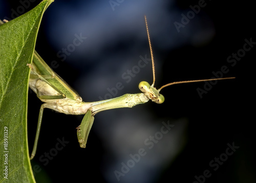 Praying-mantis on leaf close up photo - macro photo of Praying-mantis