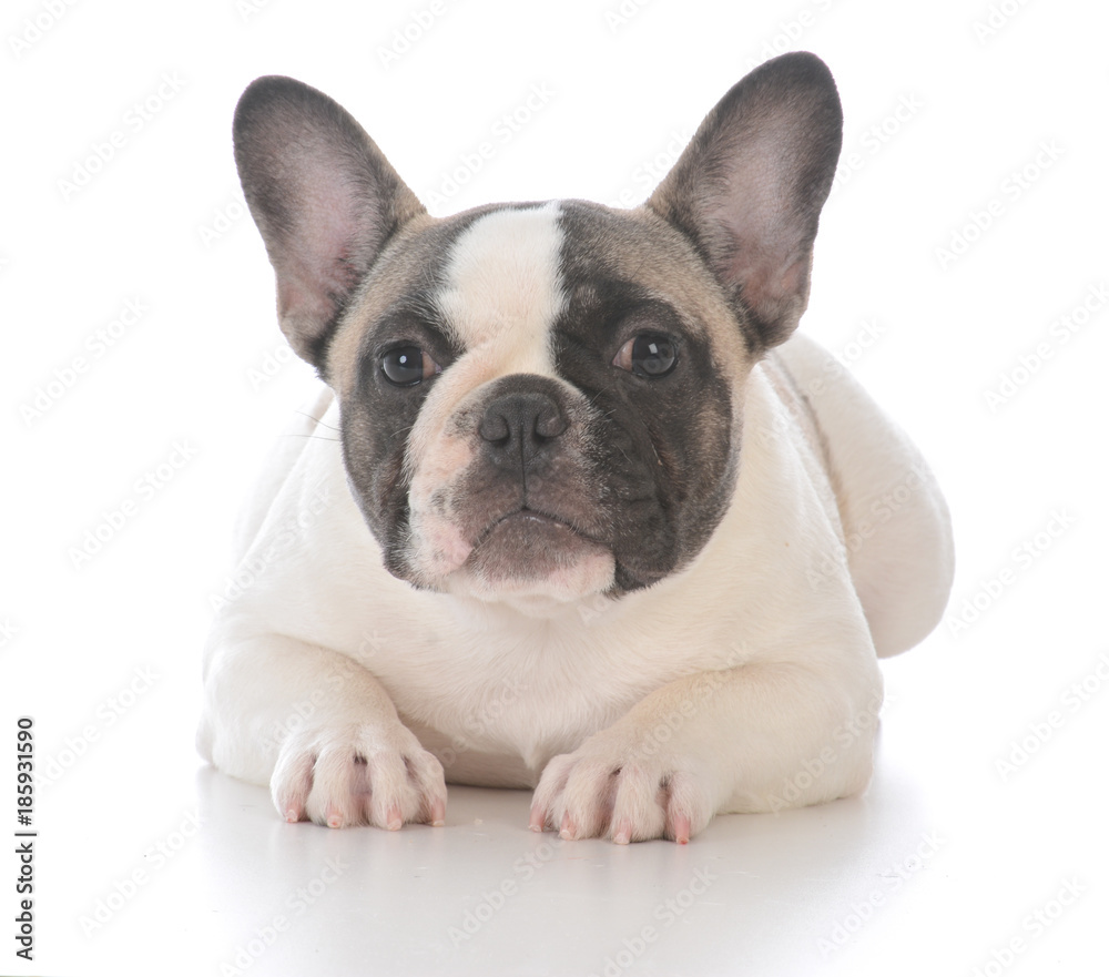 female french bulldog puppy