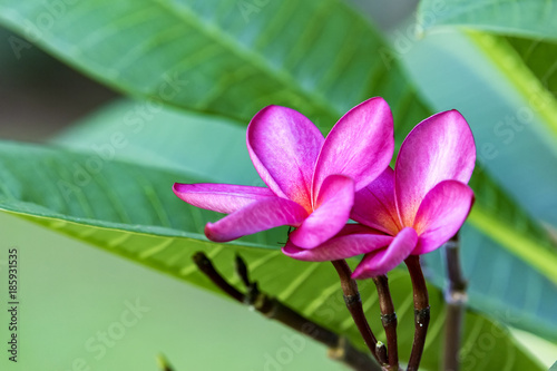 Pink Jasmine flower - Jasminum x stephanense  