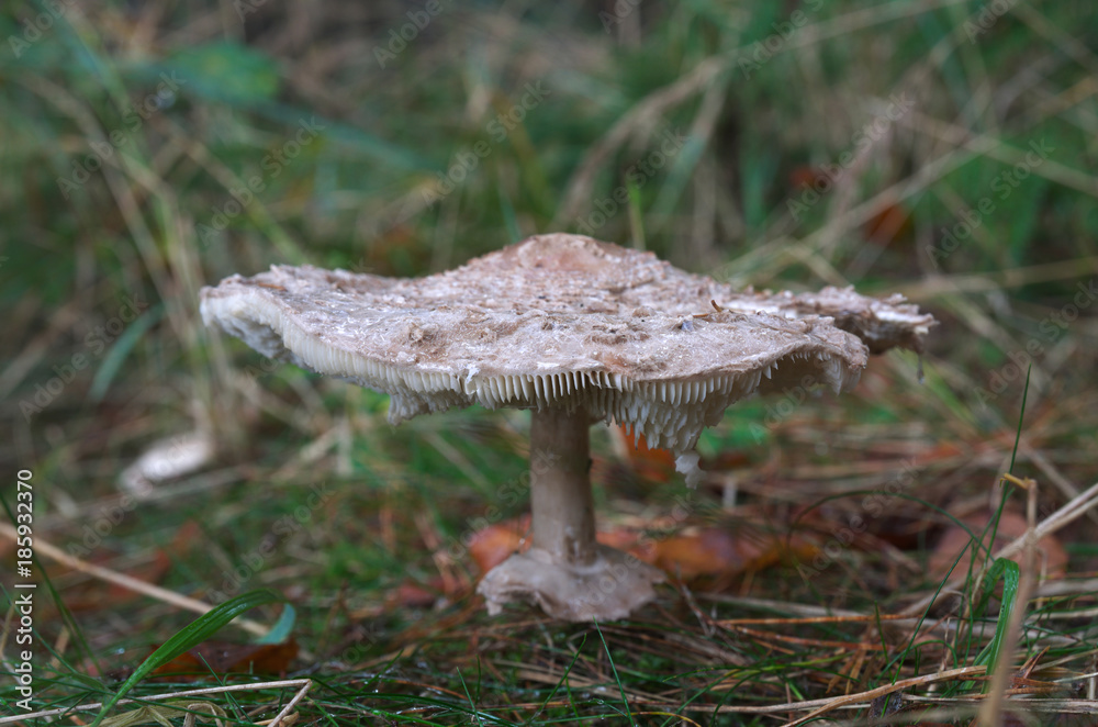 Fototapeta premium Shaggy parasol (Chlorophyllum rhacodes)