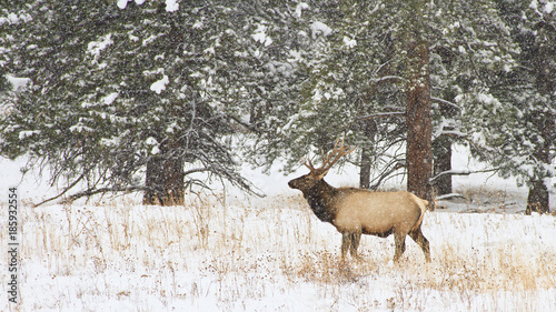 Bull elk standing in a snowstorm