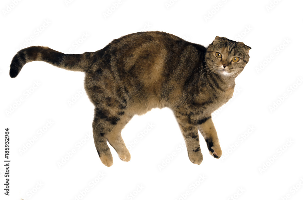 Fat cat isolated on white background from top view.