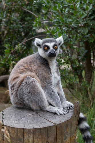 lemur sit eyes wide open looking 1