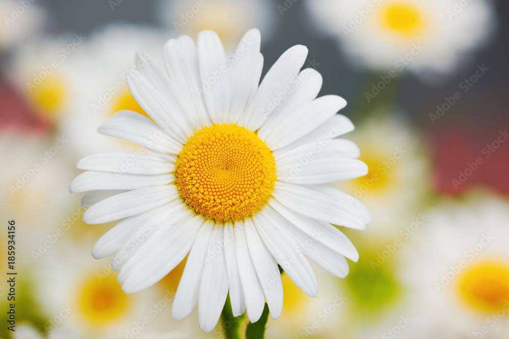 Fototapeta premium Chamomile among flowers
