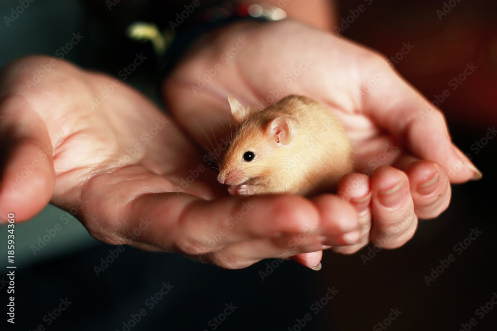 a small red mouse sits in the hands a small red mouse sits in the hands