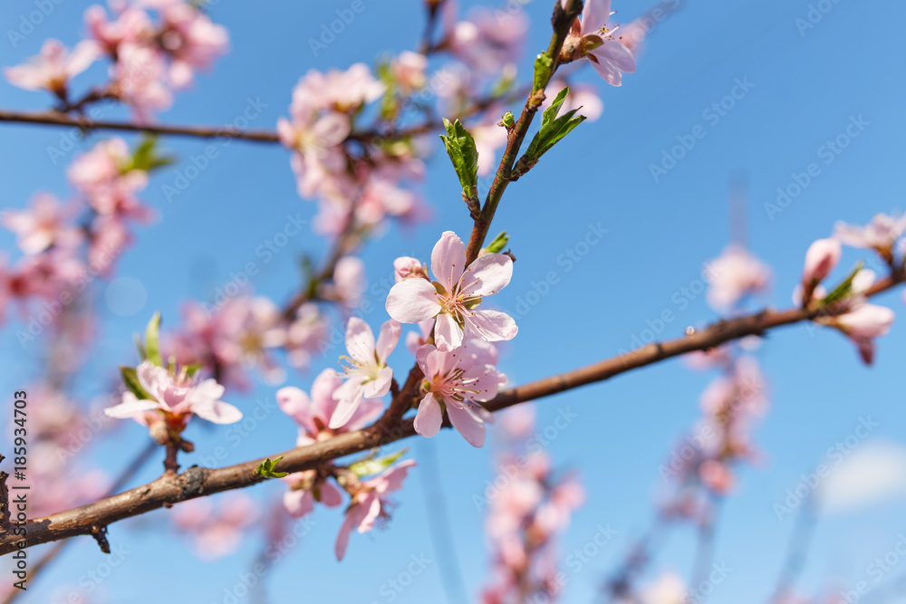 White sakura flower blossoming as natural background White sakura flower blossoming as natural background