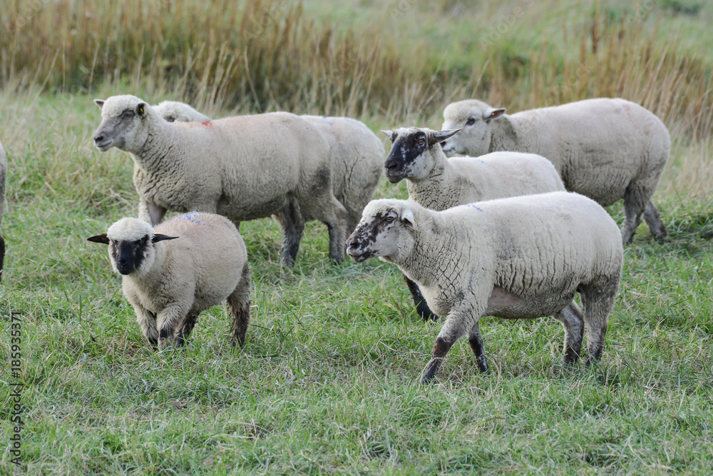 Fototapeta premium moutons pré salé baie de somme