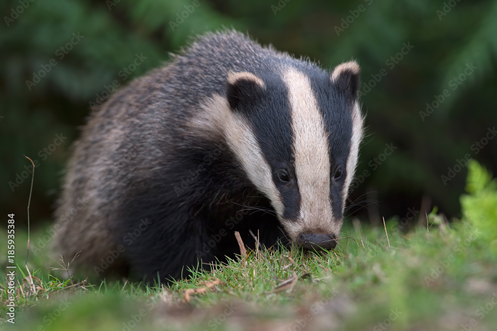 Badger (Meles meles)/Badger emerging from sett in thick bracken Badger (Meles meles)/Badger emerging from sett in thick bracken