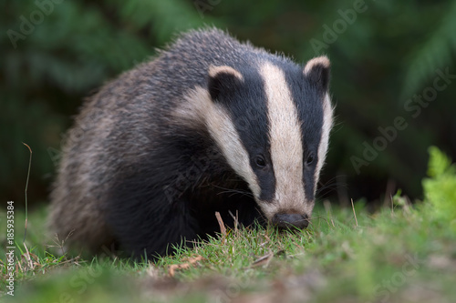 Badger (Meles meles)/Badger emerging from sett in thick bracken © davemhuntphoto