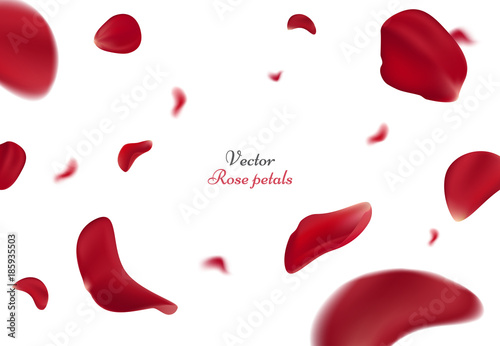Falling red rose petals isolated on white background. Vector illustration with beauty roses petal, applicable for design of greeting cards on March 8 and St. Valentine's Day. Eps 10