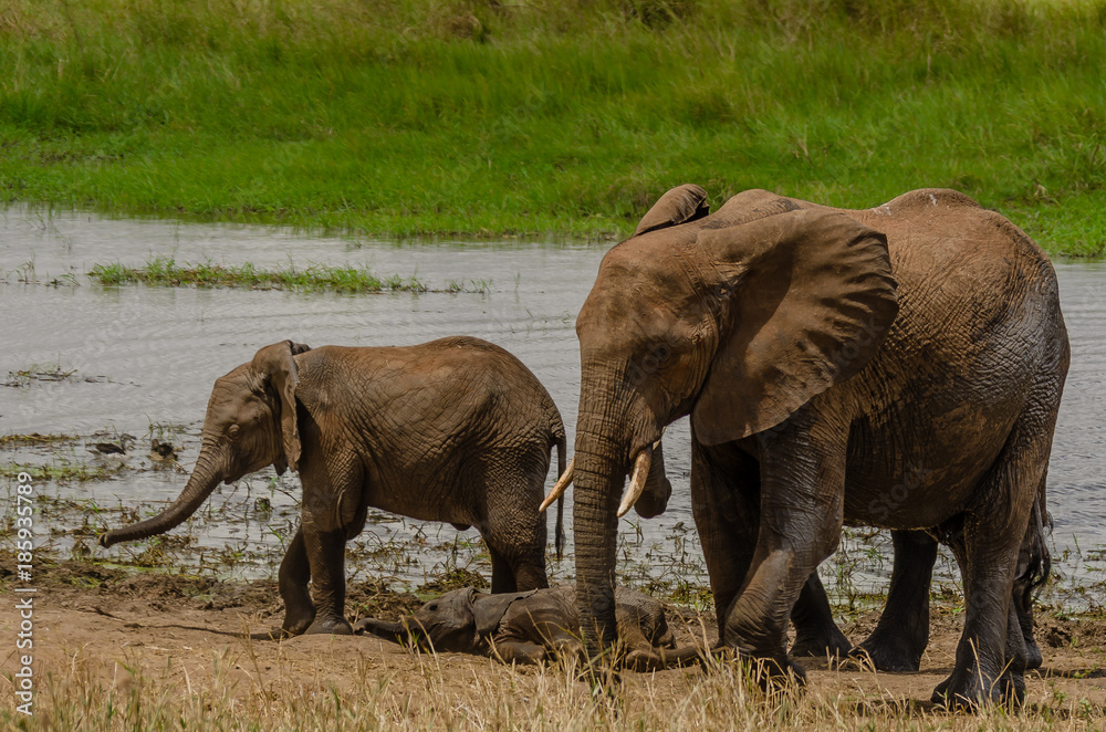 Obraz premium Adult, Teenager, Baby Elephant in the Silale Swamp, Tanzania
