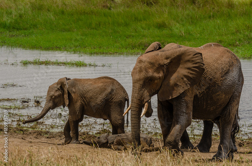 Adult, Teenager, Baby Elephant in the Silale Swamp, Tanzania
