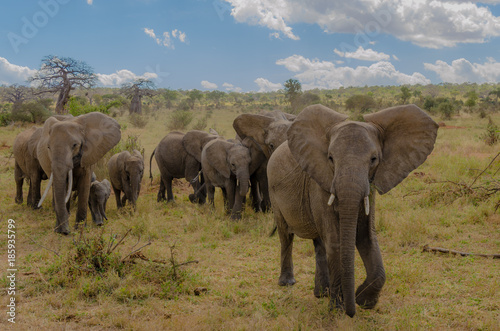 Elephant Herd in Tarangire National Park  Tanzania