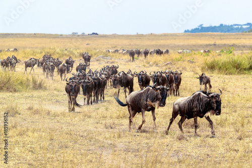 Fototapeta Naklejka Na Ścianę i Meble -  Wildebeest Herd Migrating in Africa