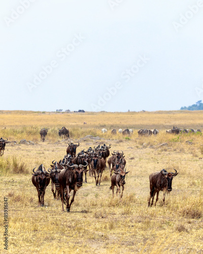 Wildebeest Running Through Field in Africa