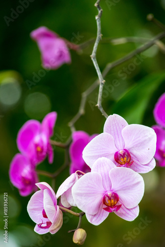 a selection of pink and purple orchids flowers