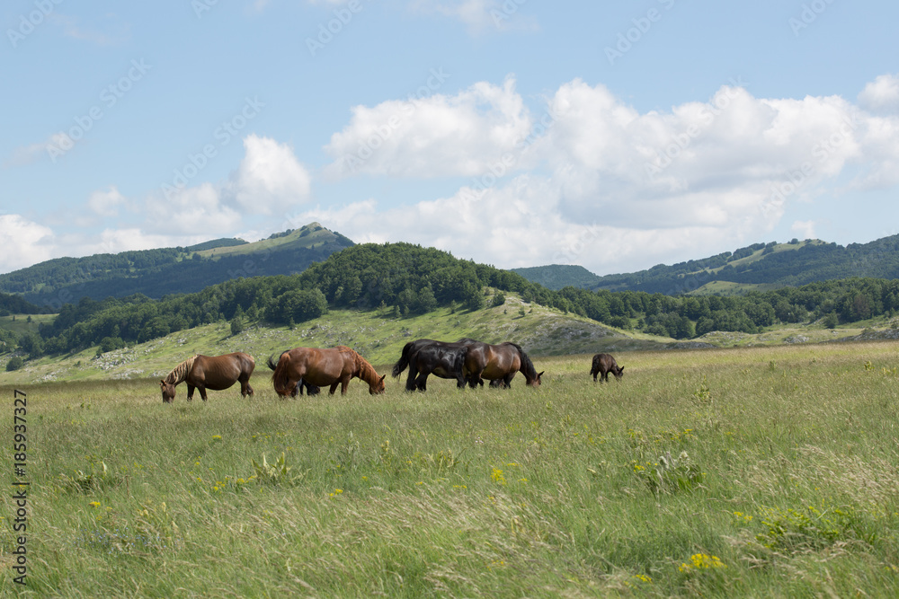 Horses, Folen, herd protection