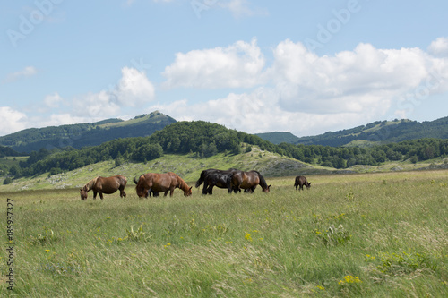 Horses, Folen, herd protection © nidafoto