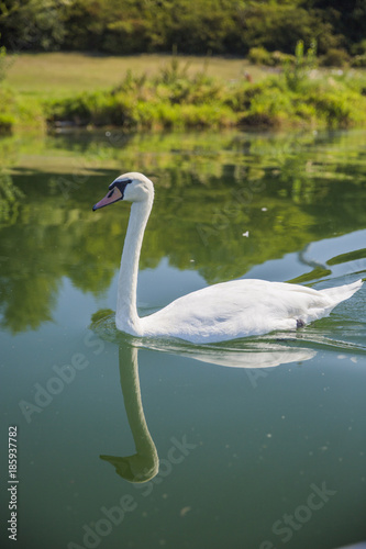 Fototapeta Naklejka Na Ścianę i Meble -  cygne blanc nageant paisiblement sur un lac