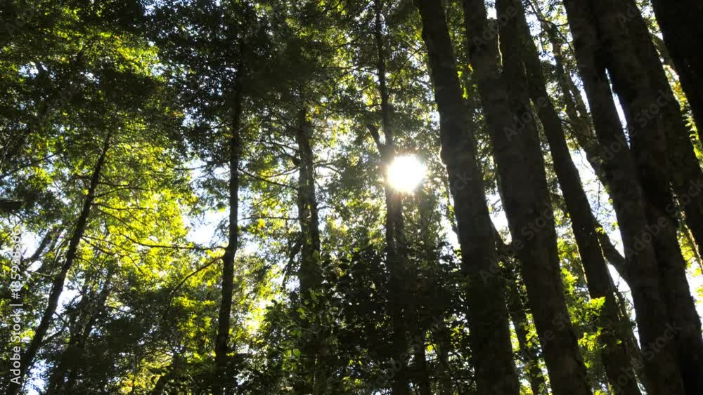 the sun shines through the canopy of temperate rainforest beech trees