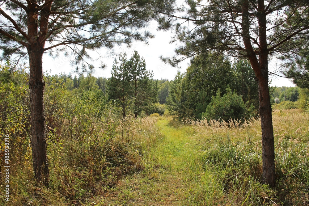 Naklejka premium Path in a summer mixed forest. Country landscape.