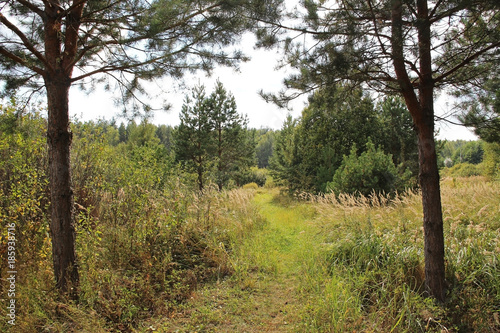 Path in a summer mixed forest. Country landscape.