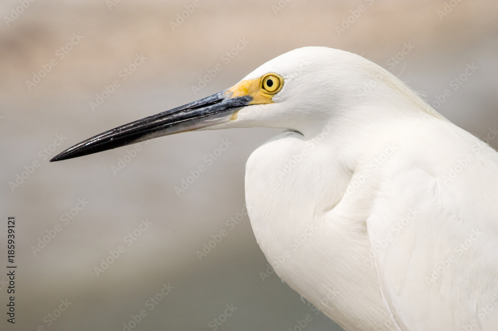 Heron 199 Heron 199