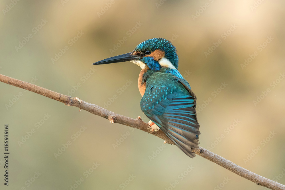 Common kingfisher