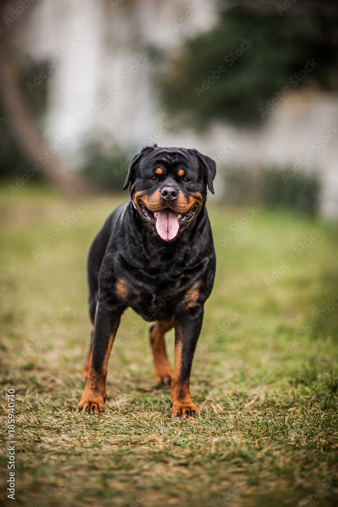 Adorable Devoted Purebred Rottweiler