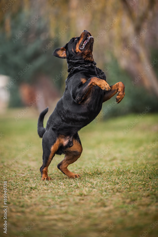 Adorable Devoted Purebred Rottweiler Adorable Devoted Purebred Rottweiler